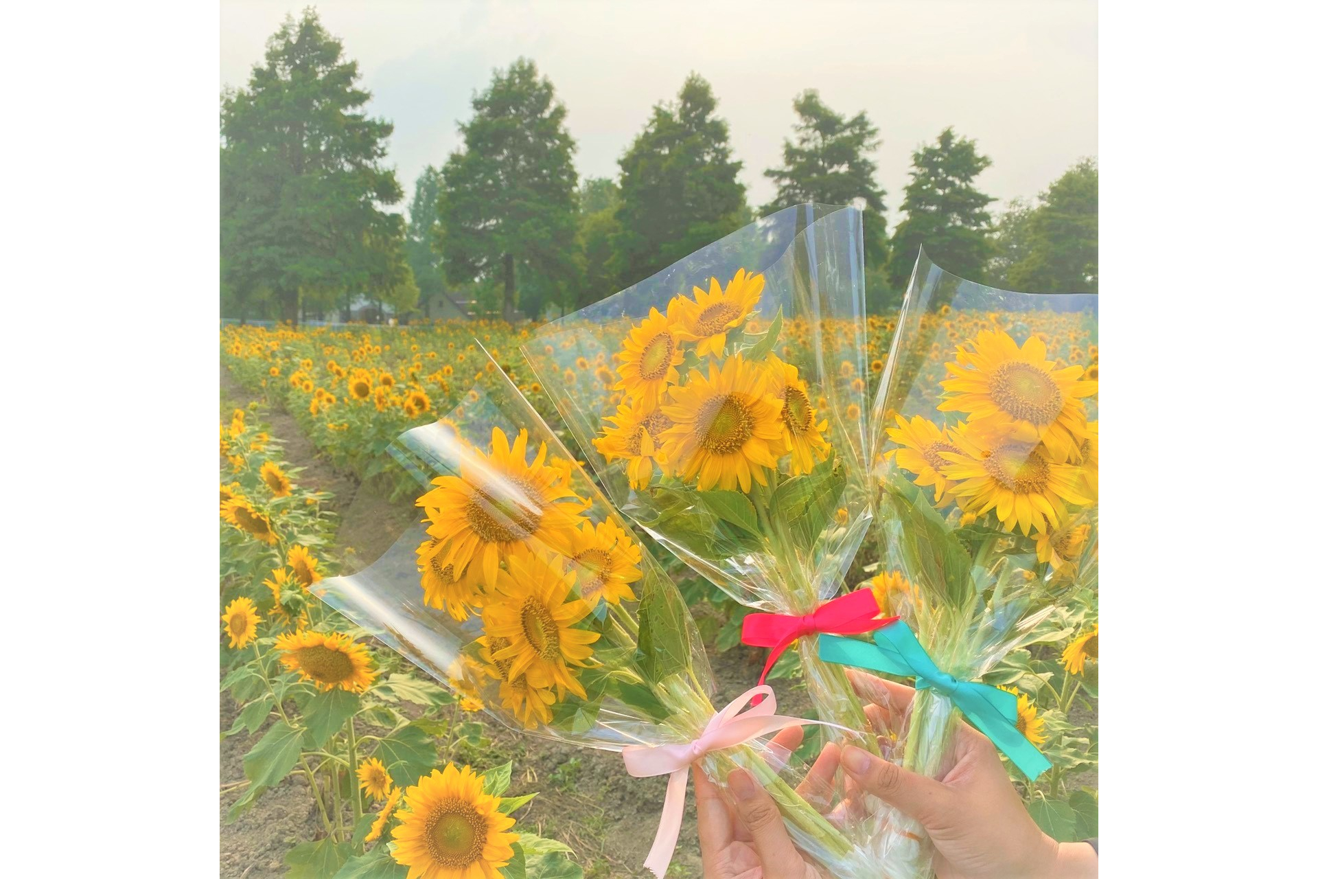 育成状況や天候によって急遽変更、中止の可能性あり