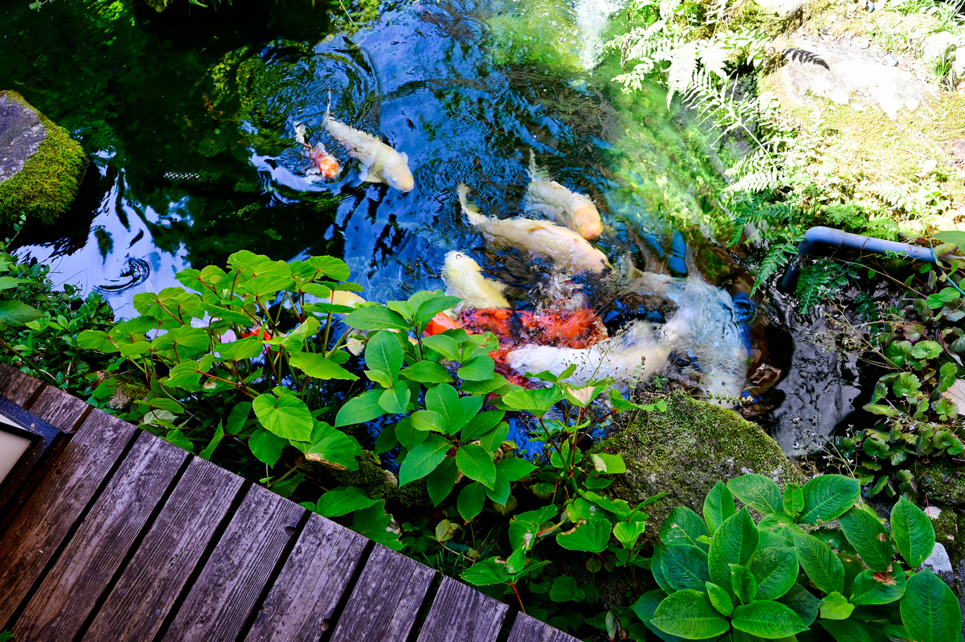 庭も眺めているだけでホッとする空間。元気に錦鯉が泳いでいた