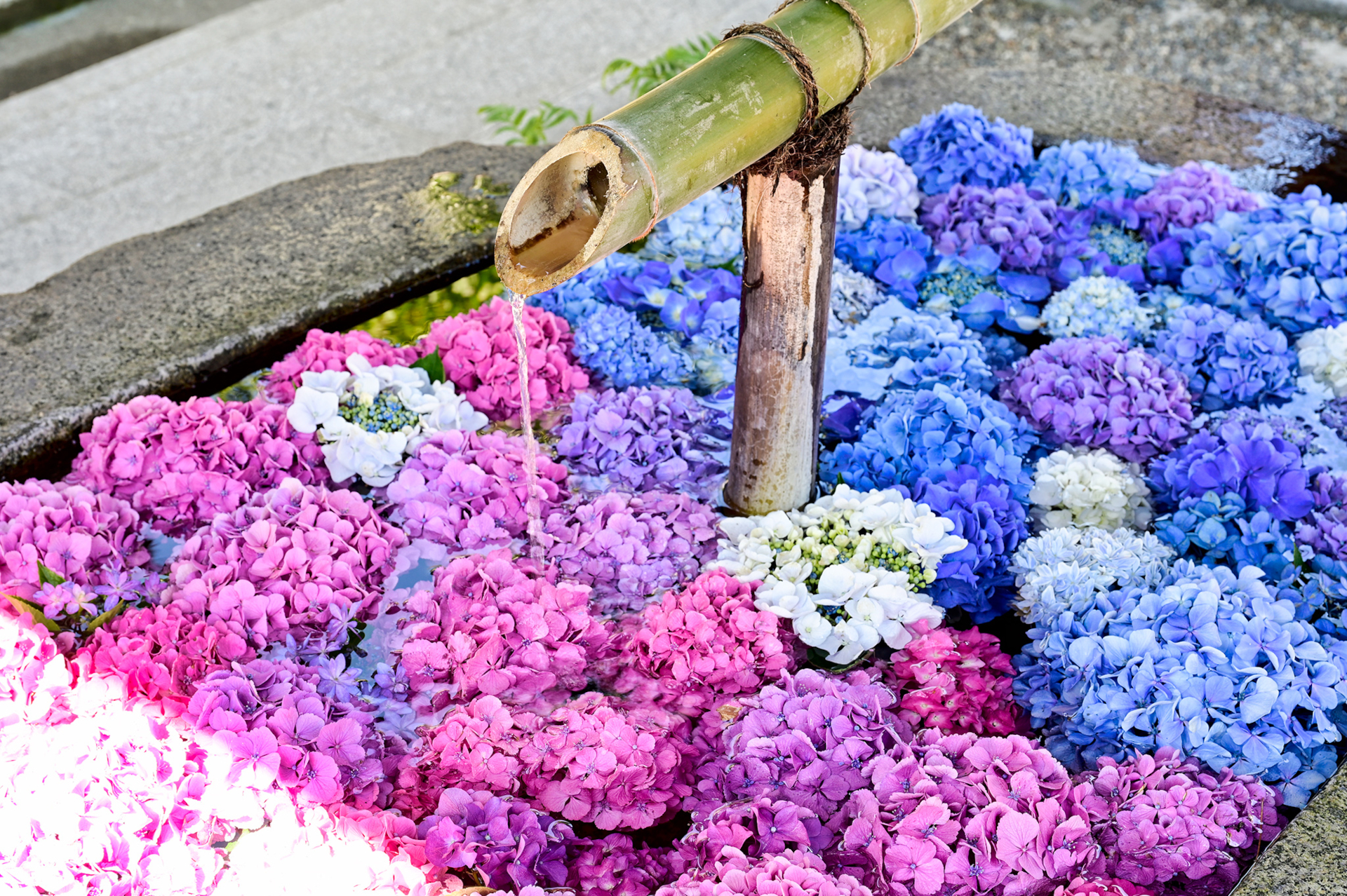 紫陽花の花で埋め尽くされた花手水が見事。SNS映えスポットしても人気だ