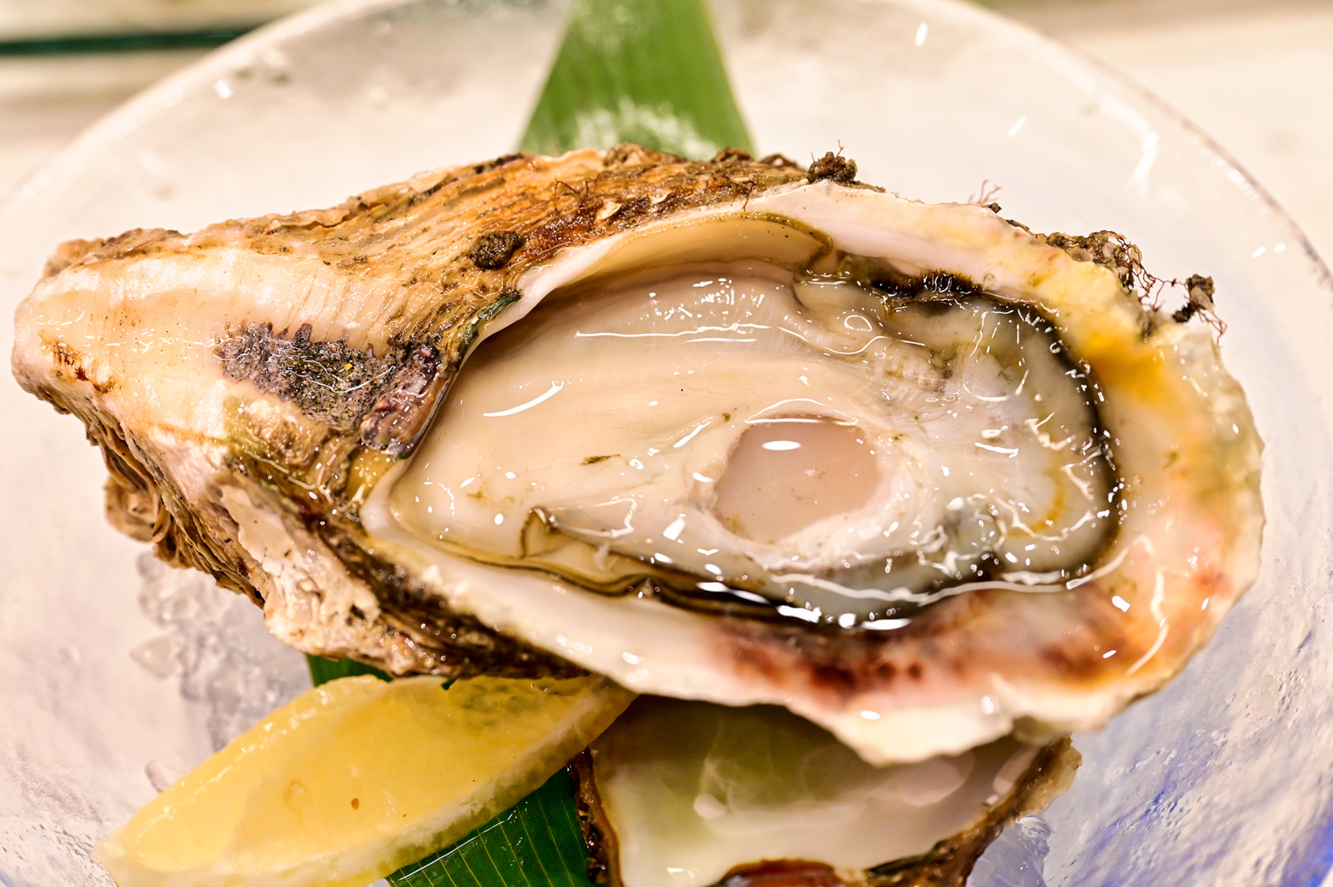 なんといっても今が旬の岩牡蠣。漁師が素潜りで採る天然はモノが違う