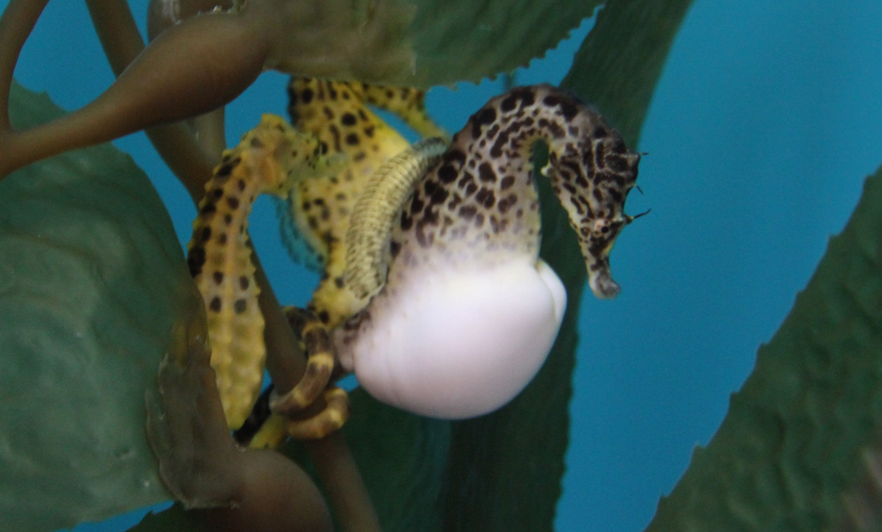 展示予定のポットベリーシーホース