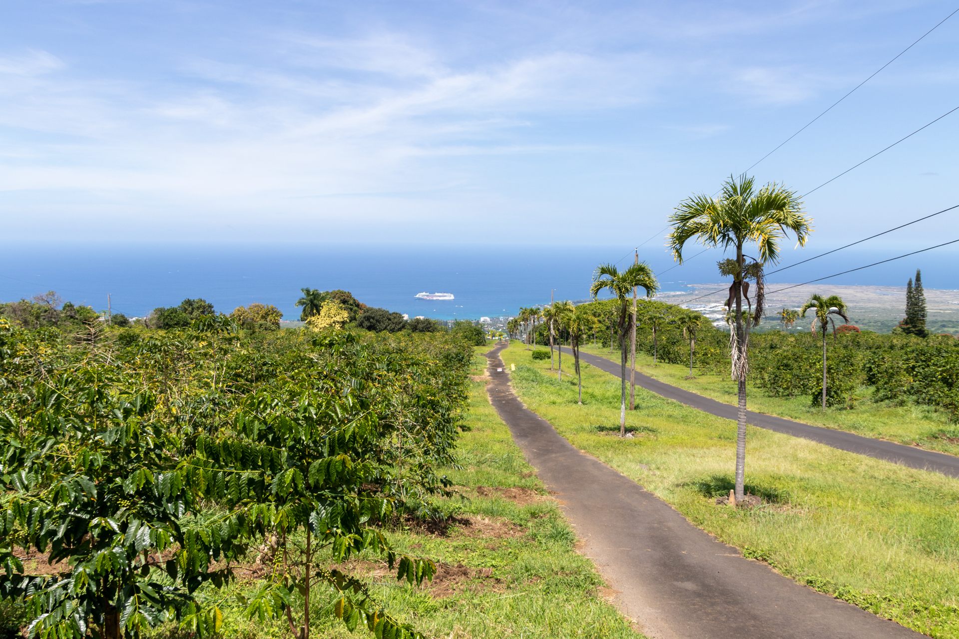 斜面に広がるUCCの直営コーヒー農園。2万本近いコーヒーの木が植えられている