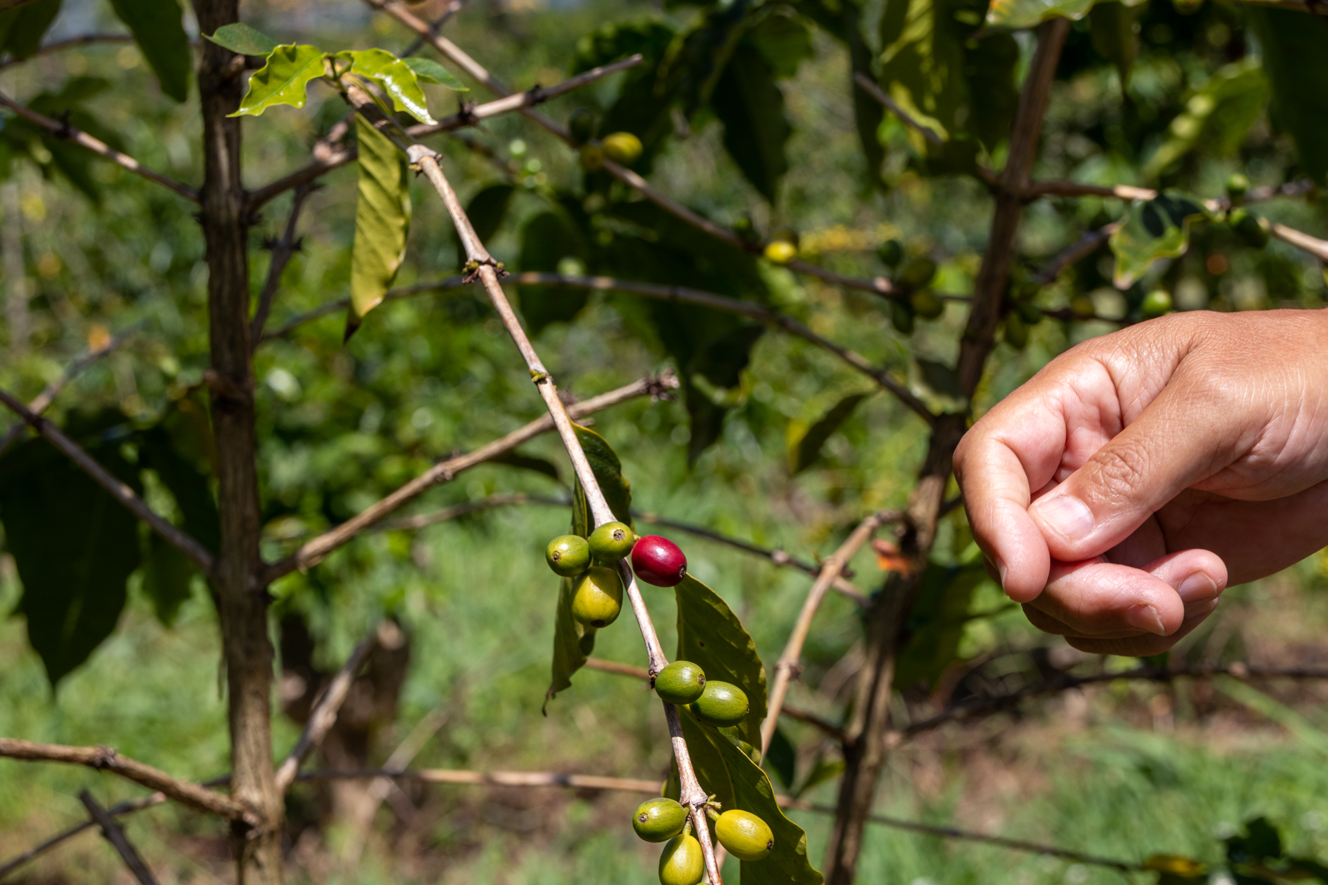 真っ赤に完熟した実を手摘みしていく