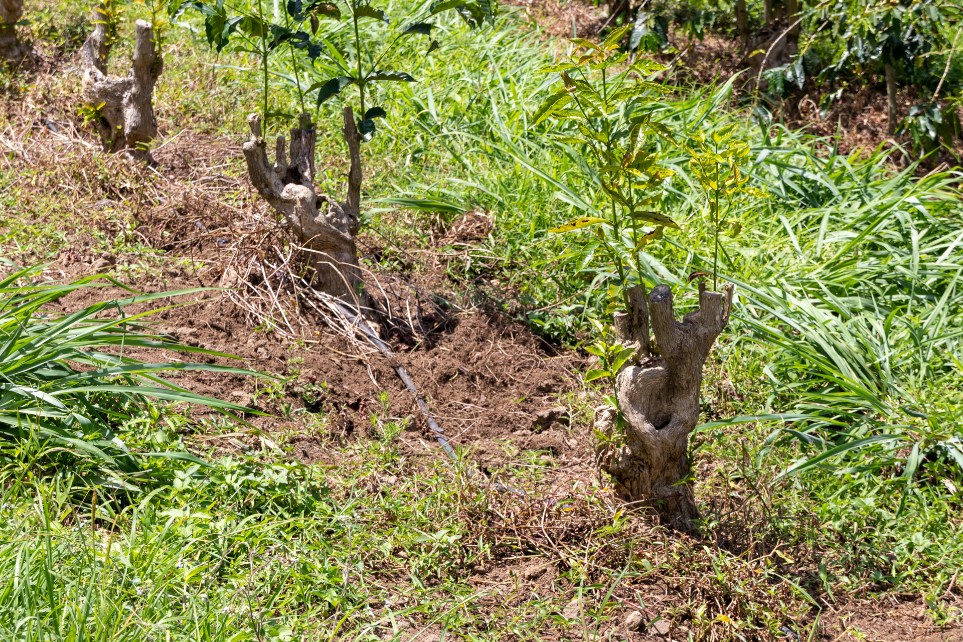 5年おきくらいに根本を残してバッサリ切ることで新しい枝を付けさせる