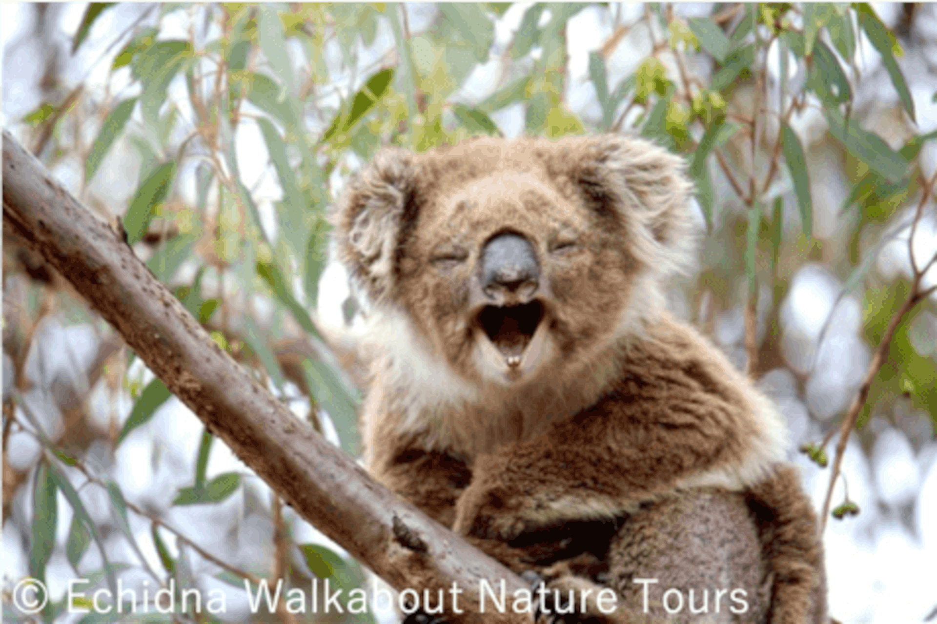 ユー・ヤングスやサザン・ハイランドなど、現地の各ツアー会社がコアラに出会えるスポットを案内