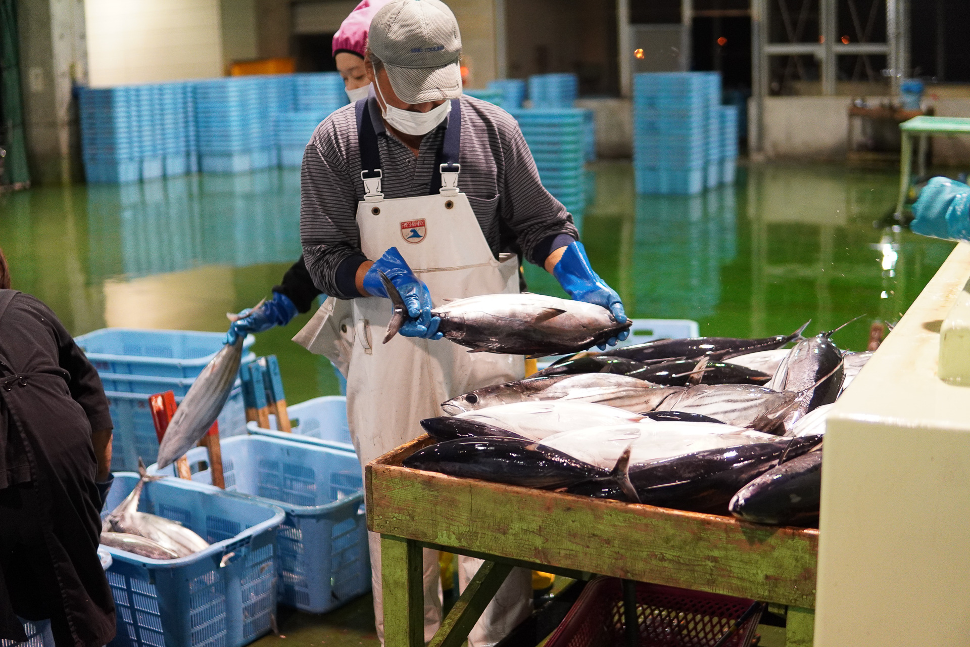 前日に捕れたカツオなどの魚をいけすから出す