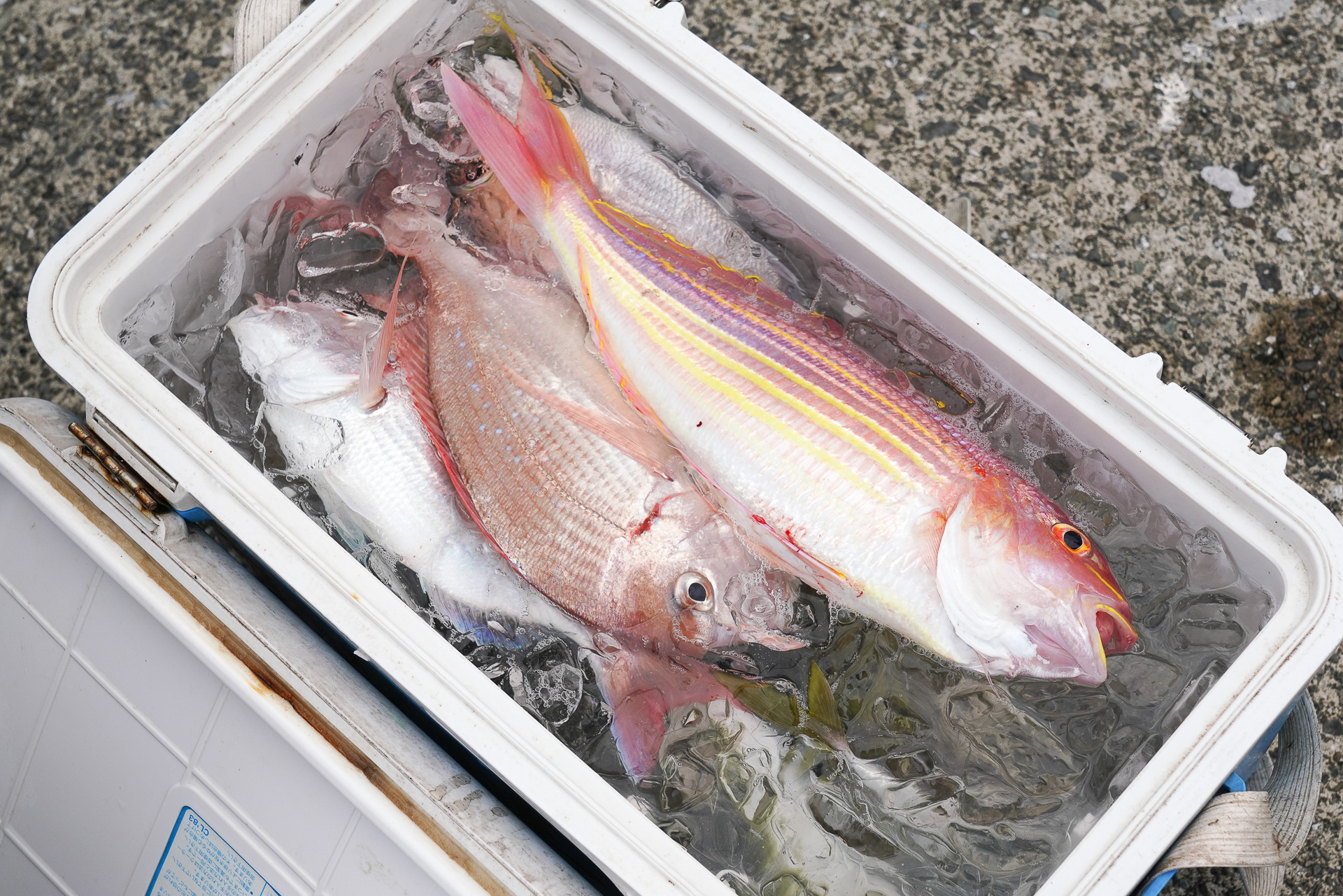 立派なタイやイトヨリダイを釣り上げた