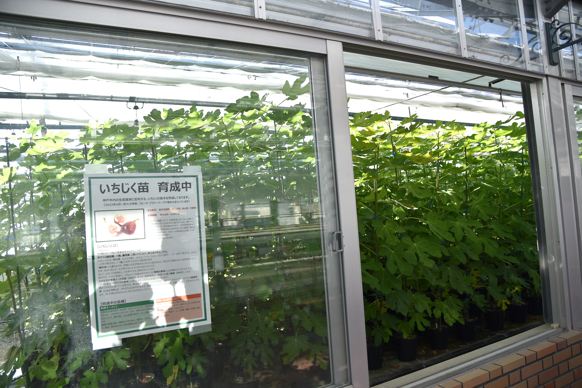 温室では生産者向けにいちじくの苗を育成中