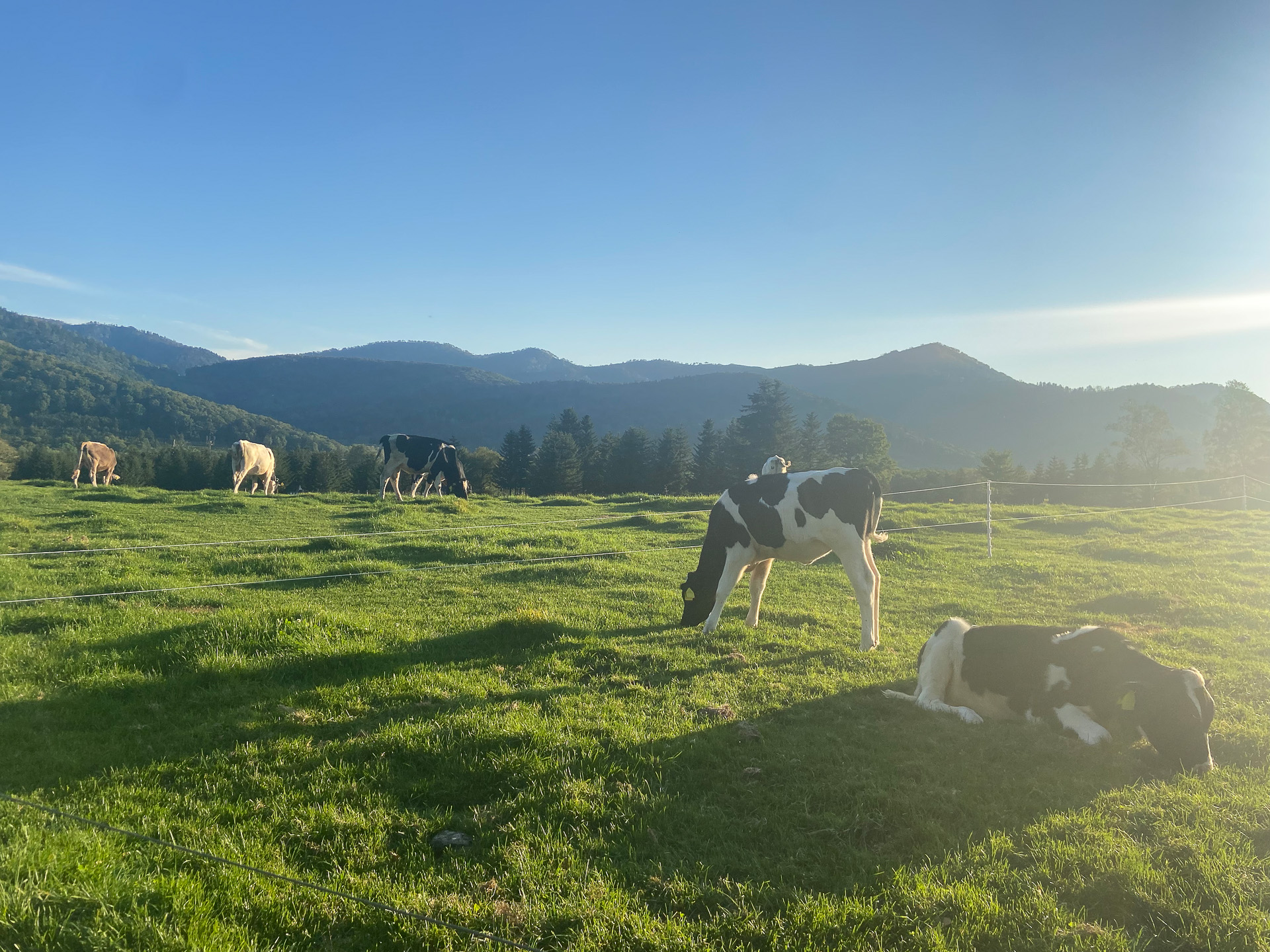 ファームエリアは100ヘクタール。広大な敷地でストレスなく過ごしていることも、牛乳の美味しさにつながっている