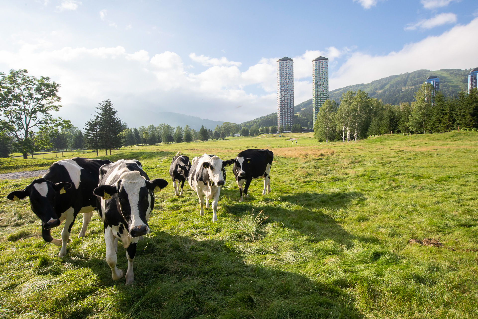 ホテルの前に牧草地が広がる光景はトマムならでは