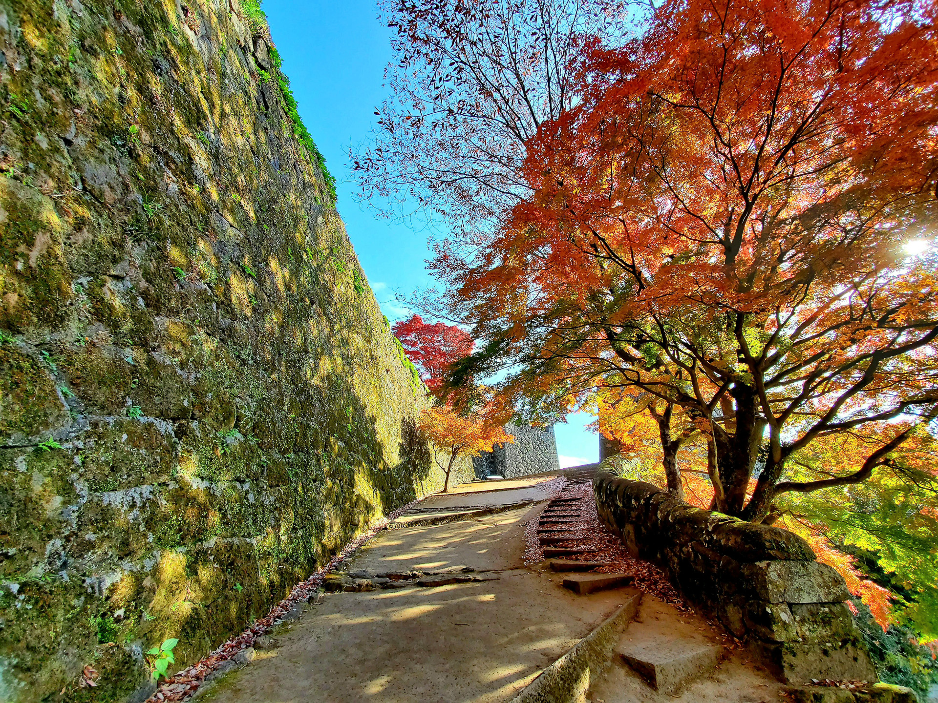岡城跡の紅葉
