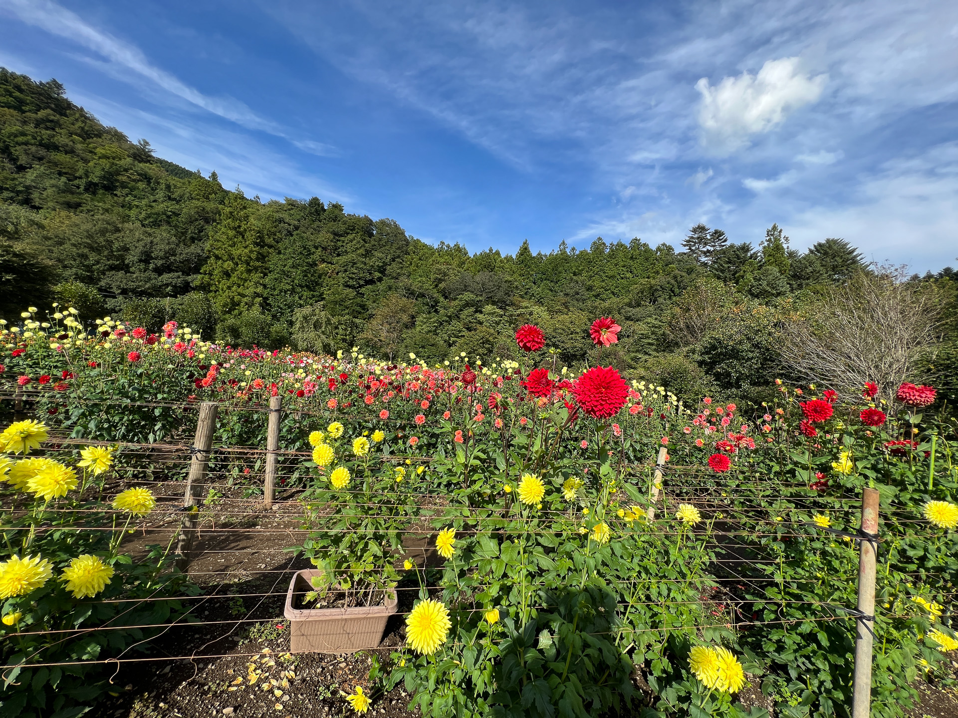 山のなかに突如現われた秘密の花園
