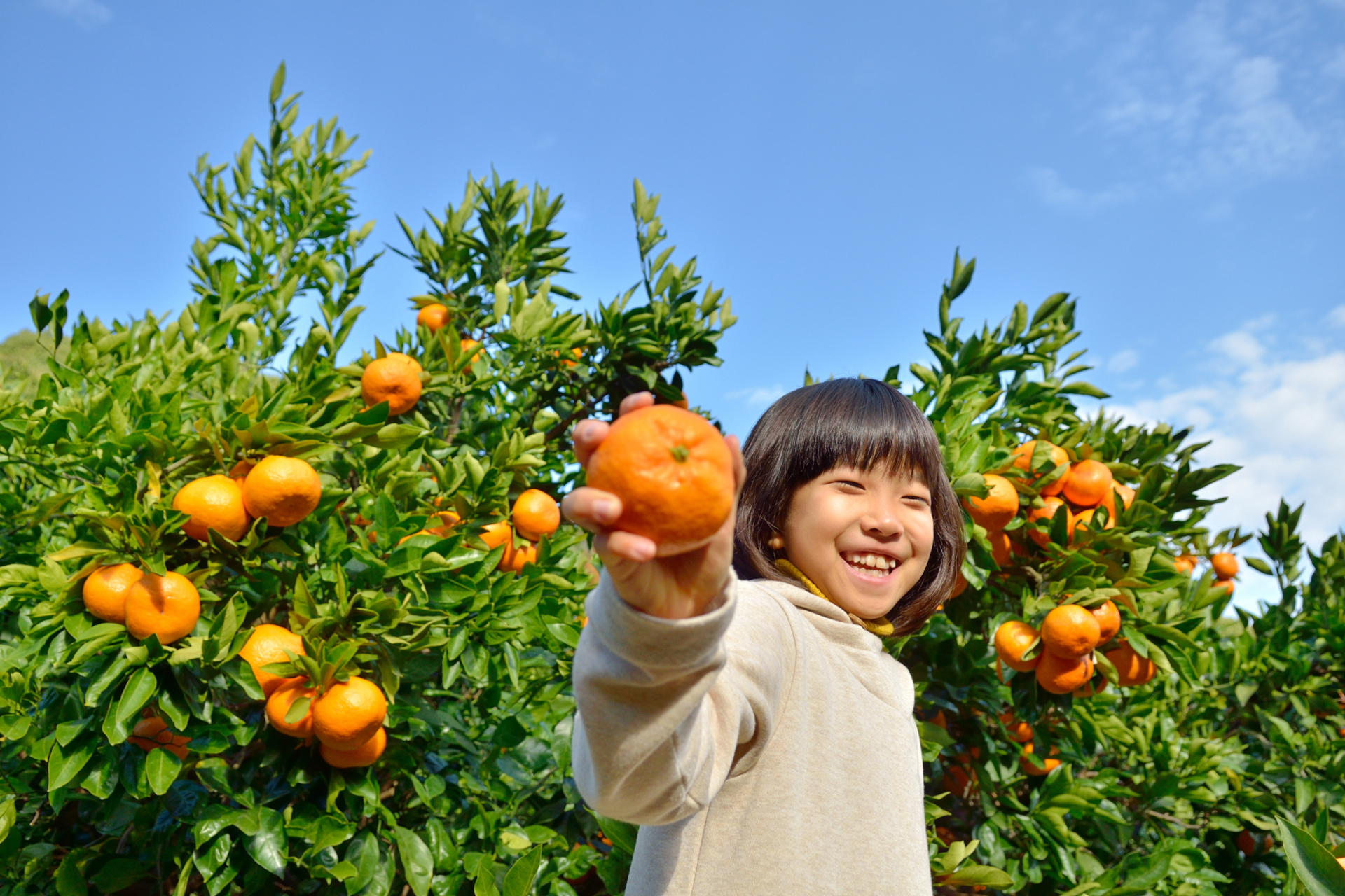 静岡県伊東市で「温州みかん狩り」開催中。1人500円で食べ放題