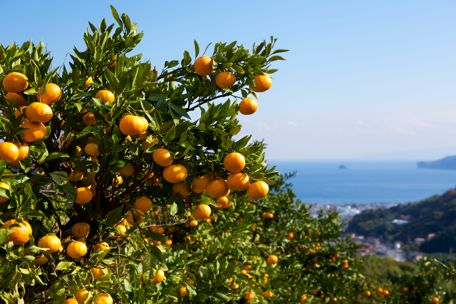 童謡の歌詞にもある「青い海」を見渡すみかん畑