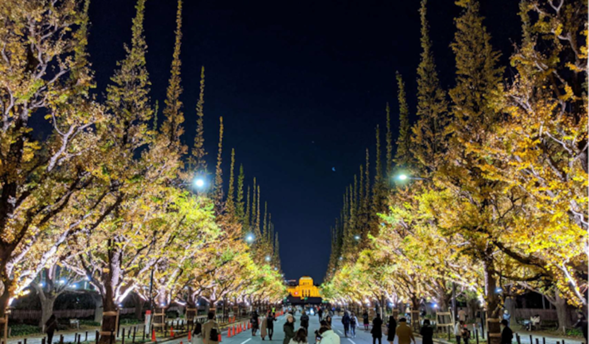 神宮外苑のイチョウ並木を期間限定でライトアップ