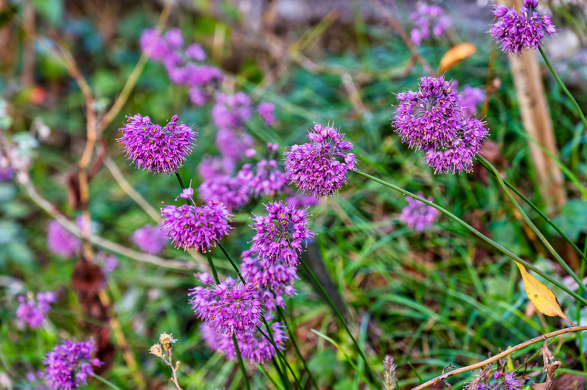 佐川城跡に広がる牧野公園。牧野富太郎が愛した植物などが多く植えられている