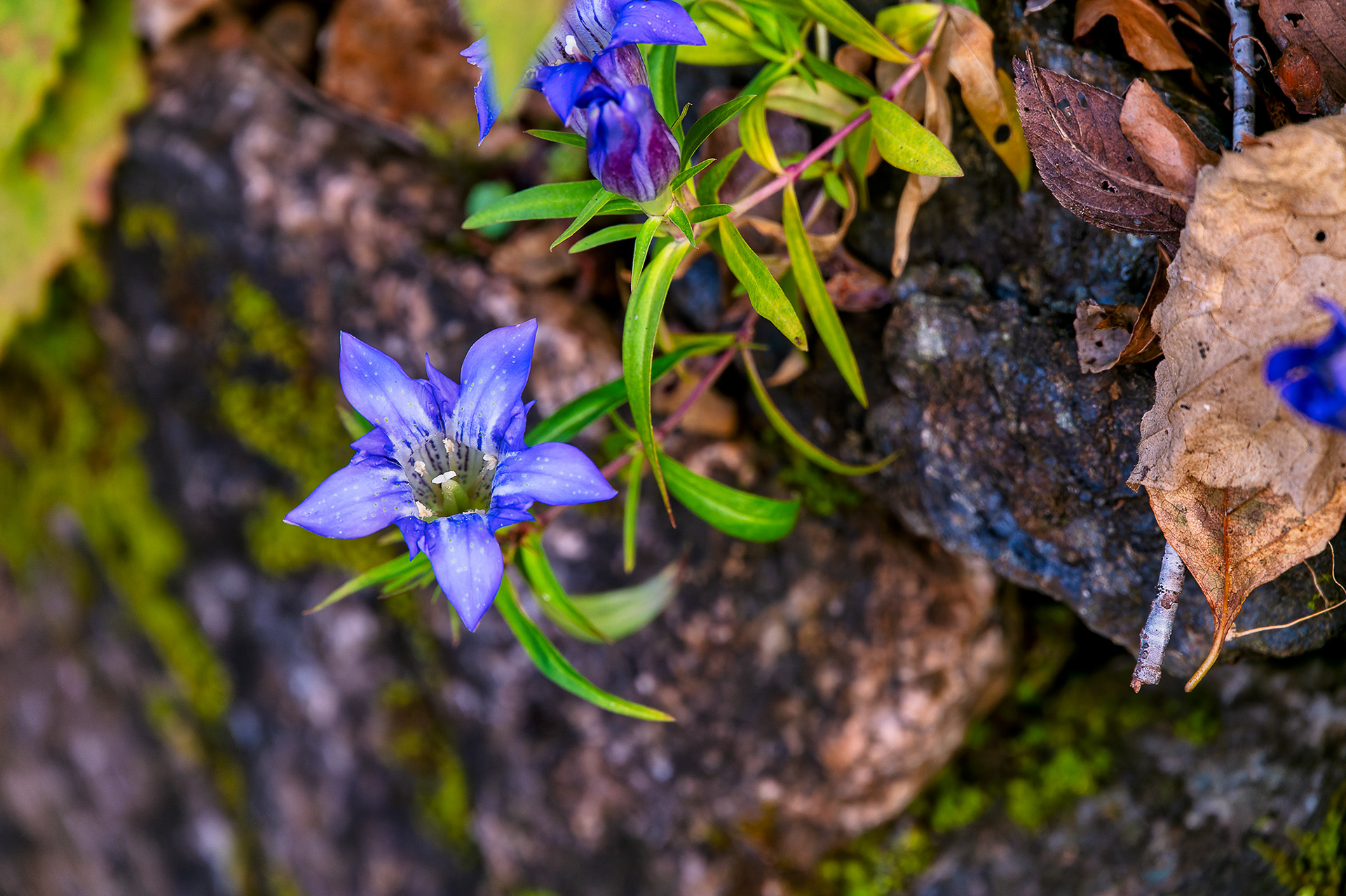 佐川城跡に広がる牧野公園。牧野富太郎が愛した植物などが多く植えられている