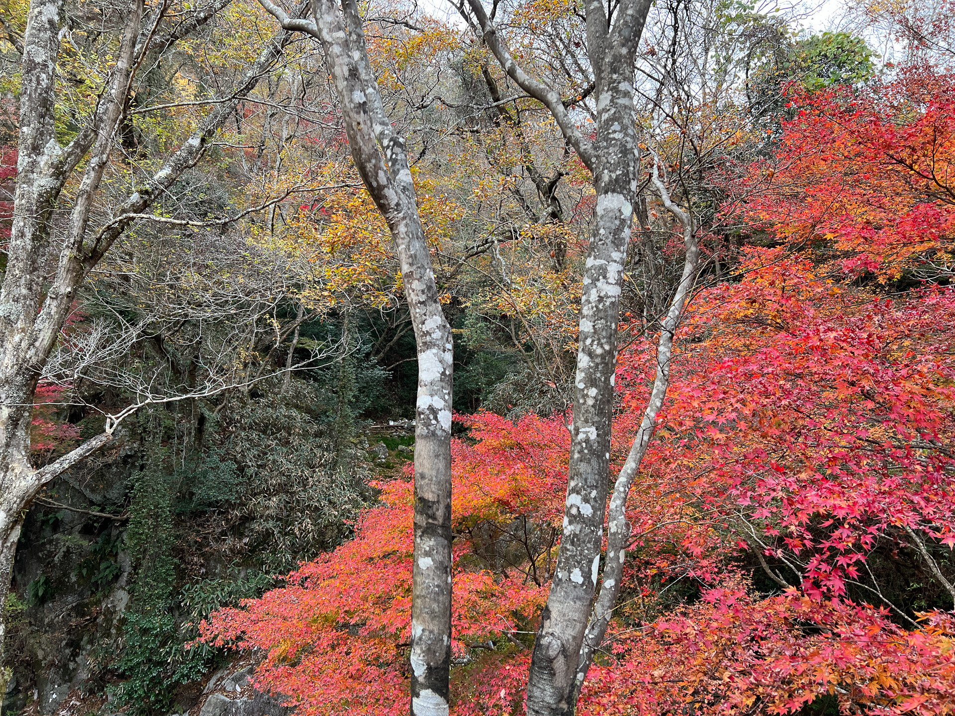 吊り橋の下にも紅葉鑑賞スポットがあります