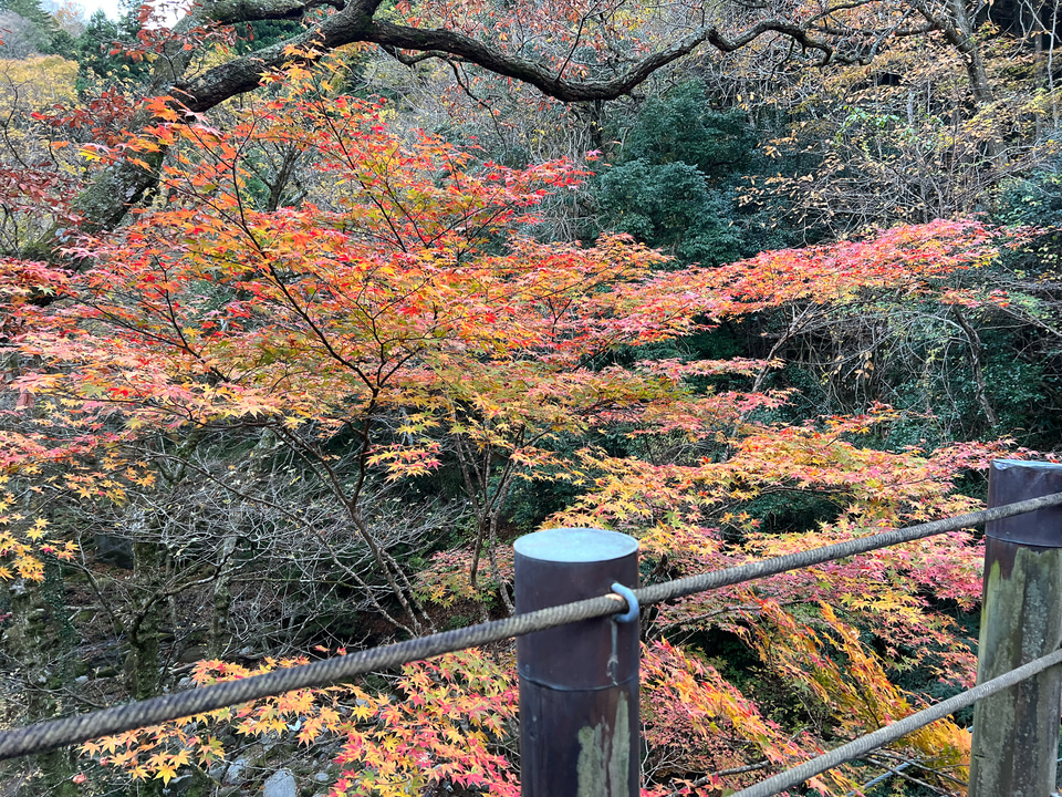 【ボーカリスト琴音の音楽旅】茨城県花貫渓谷は最高の紅葉スポット！ キャンプ場でBBQ、温泉で冬直前の秋を満喫 - トラベル Watch