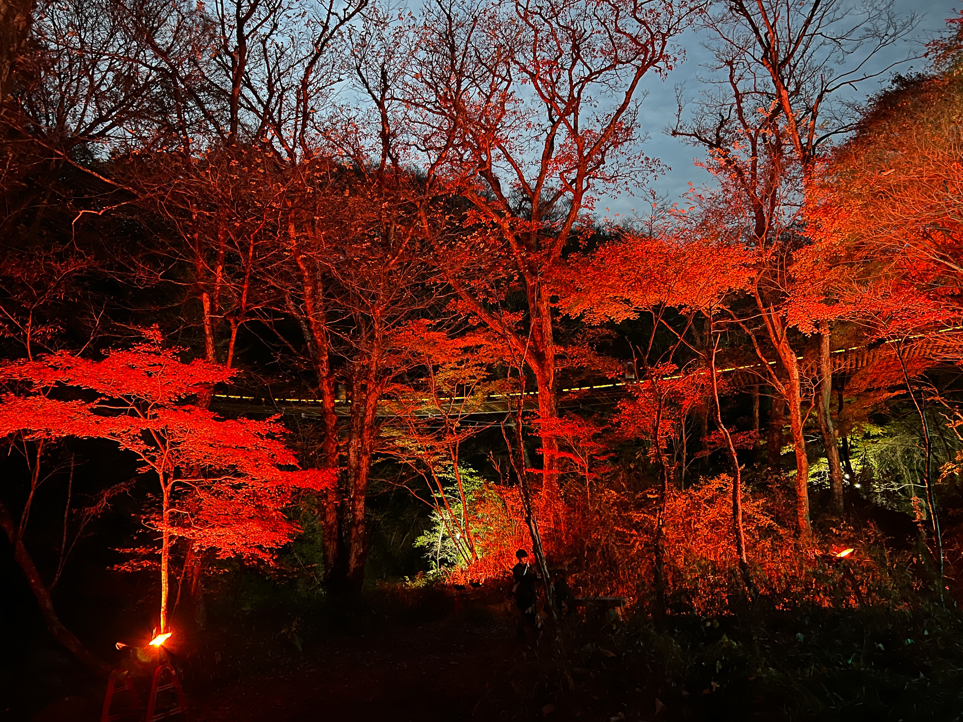 吊り橋の下から見るライトアップされた紅葉