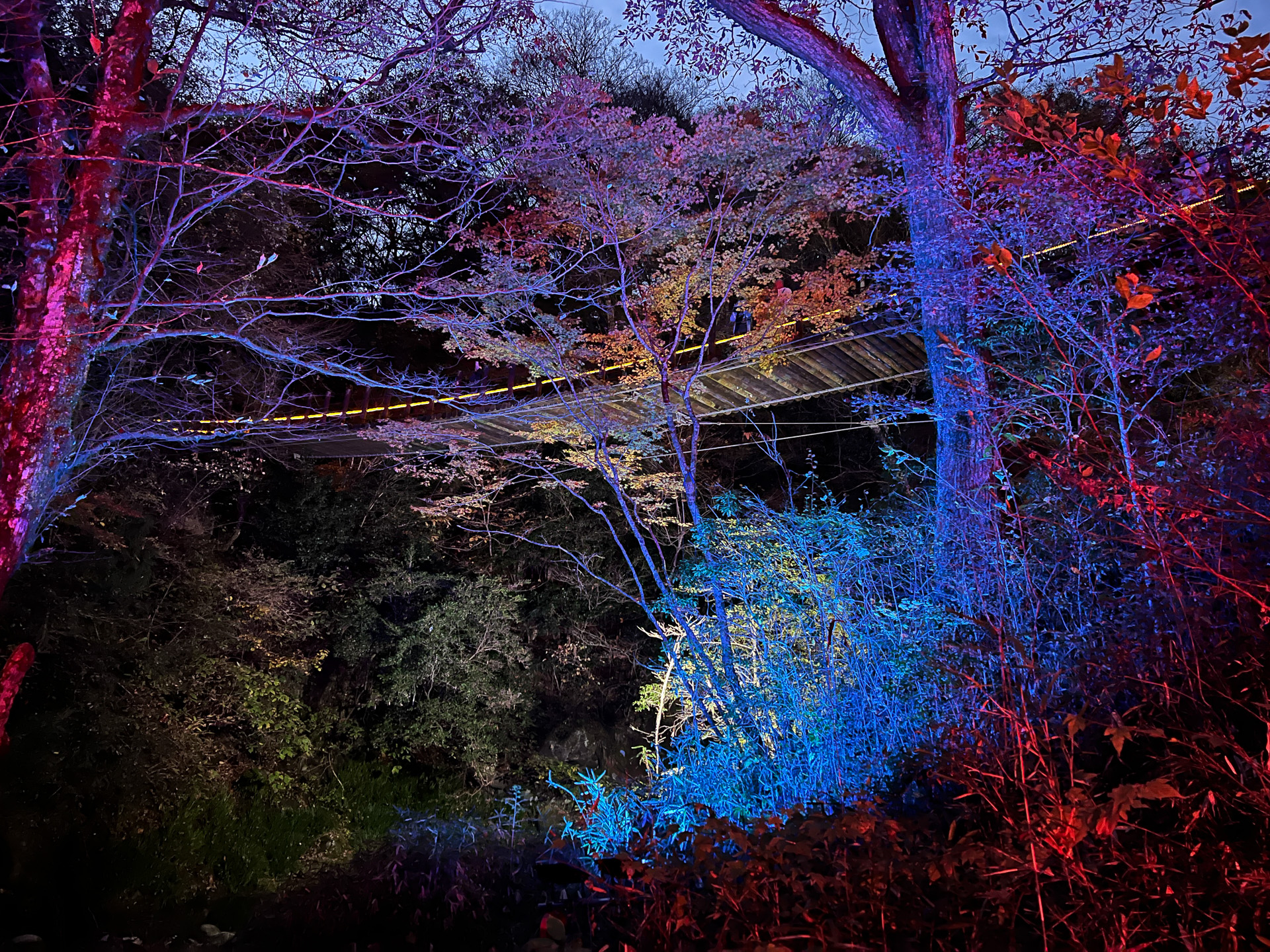 ライトアップは色が変化するので、飽きずにいつまでも見ていられそう