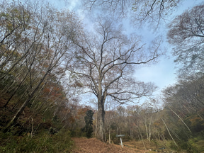 【ボーカリスト琴音の音楽旅】茨城県花貫渓谷は最高の紅葉スポット! キャンプ場でBBQ、温泉で冬直前の秋を満喫 - トラベル Watch