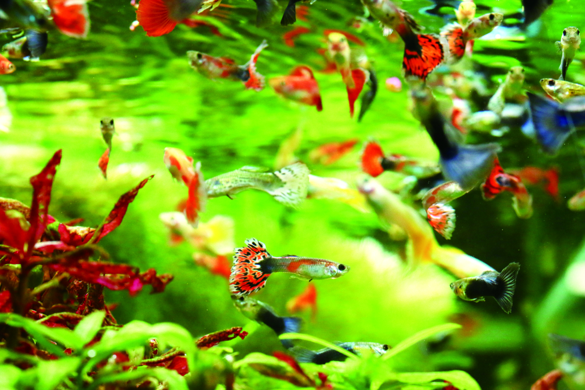 AQUA FOREST「熱帯魚福袋」（1000円）