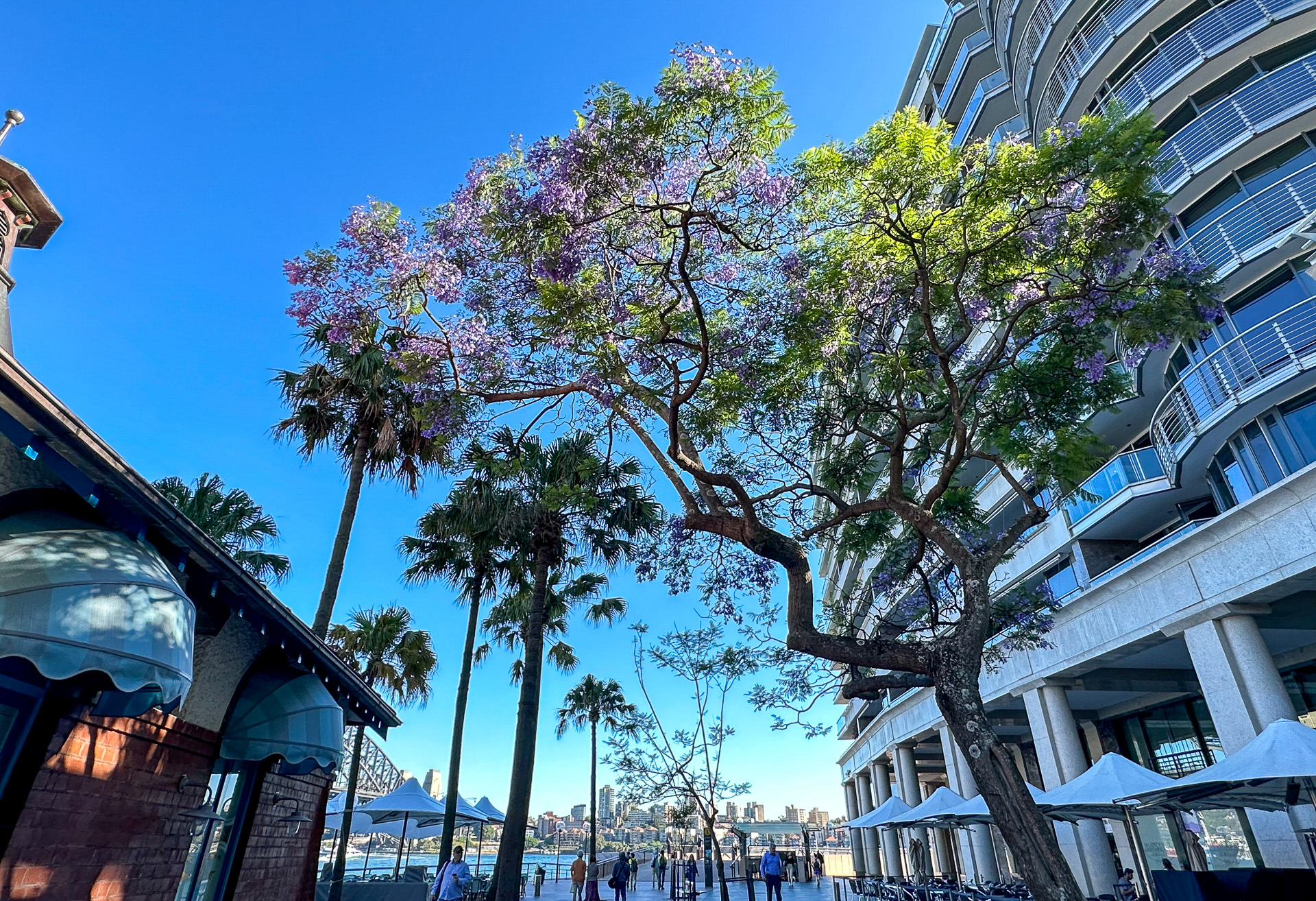 オーストラリアでは、この青紫色のジャカランダの花が咲くと夏が来ると言われているんですって