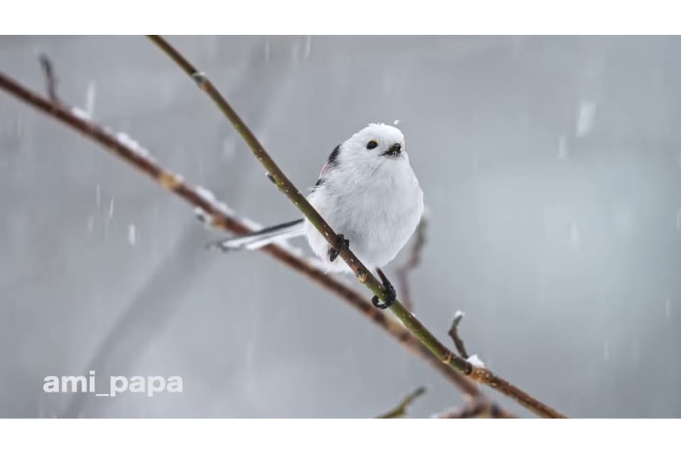 雪降りシマエナガやエゾモモンガ3兄弟、エゾクロテンがかわいすぎ! HBC北海道放送、YouTubeに「北海道かわいい動物チャンネル ...