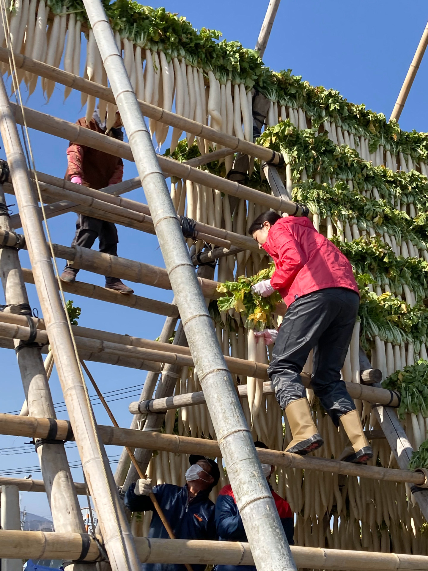大根やぐらのお手伝い