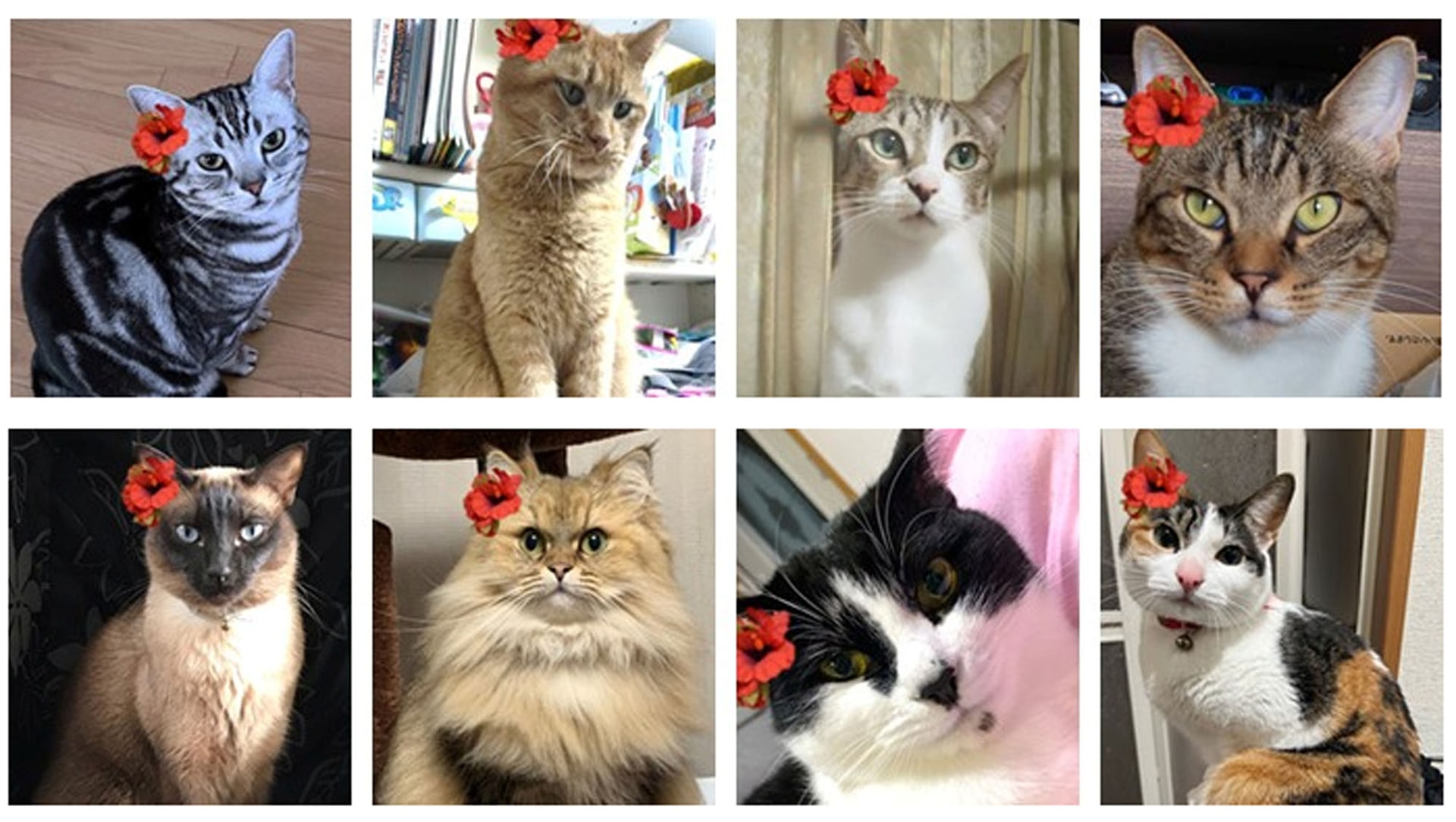 初代「フラニャール」