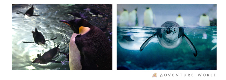 夜のペンギンなにしてる？