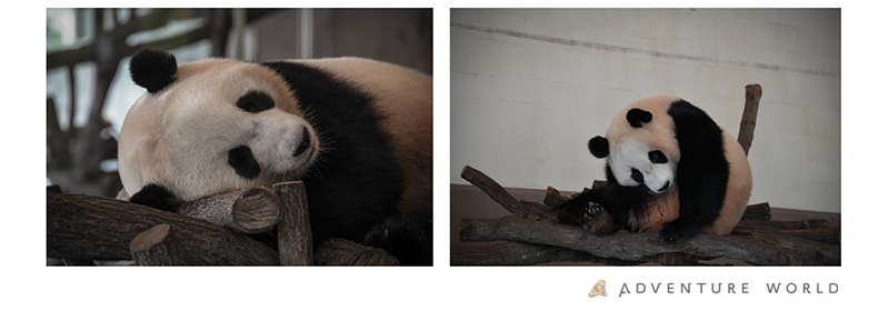 夜のパンダなにしてる？