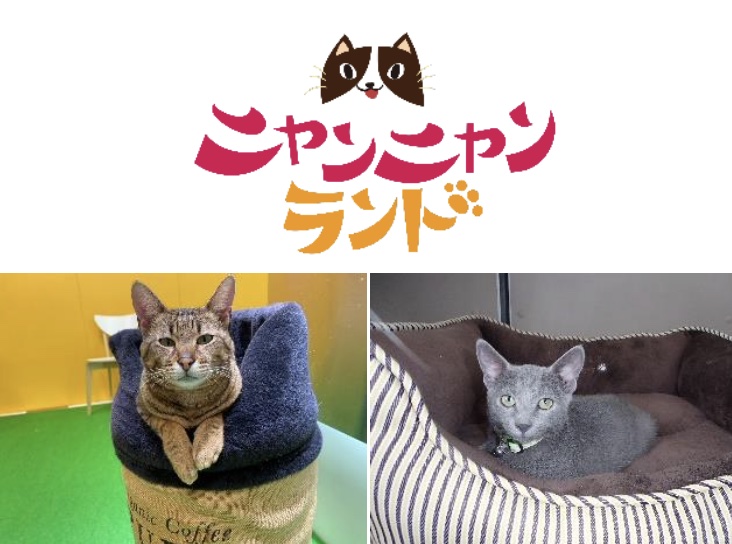 ニャンニャンランドを初開催