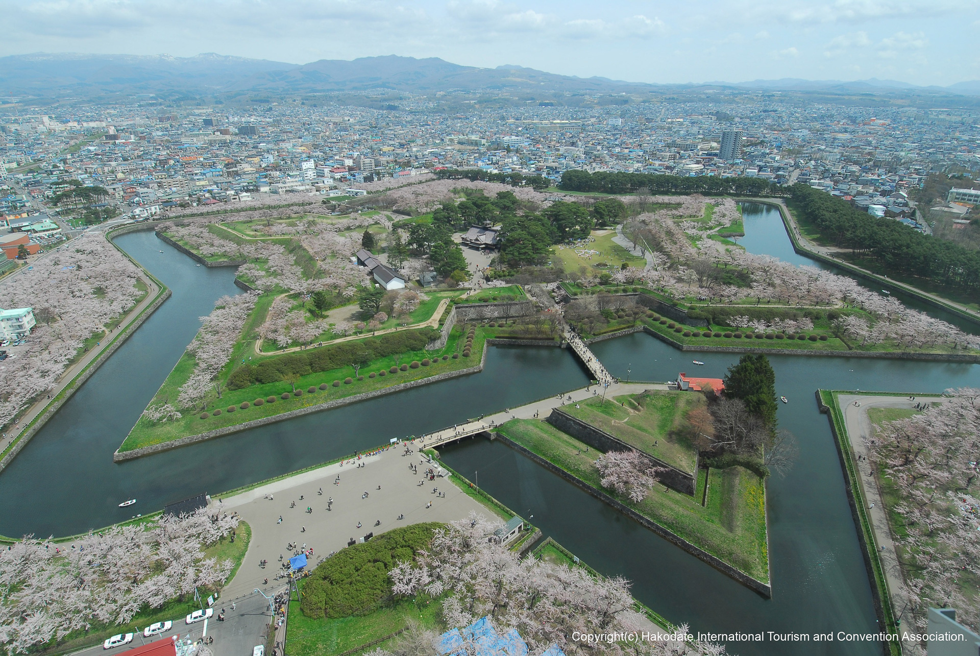 桜満開五稜郭