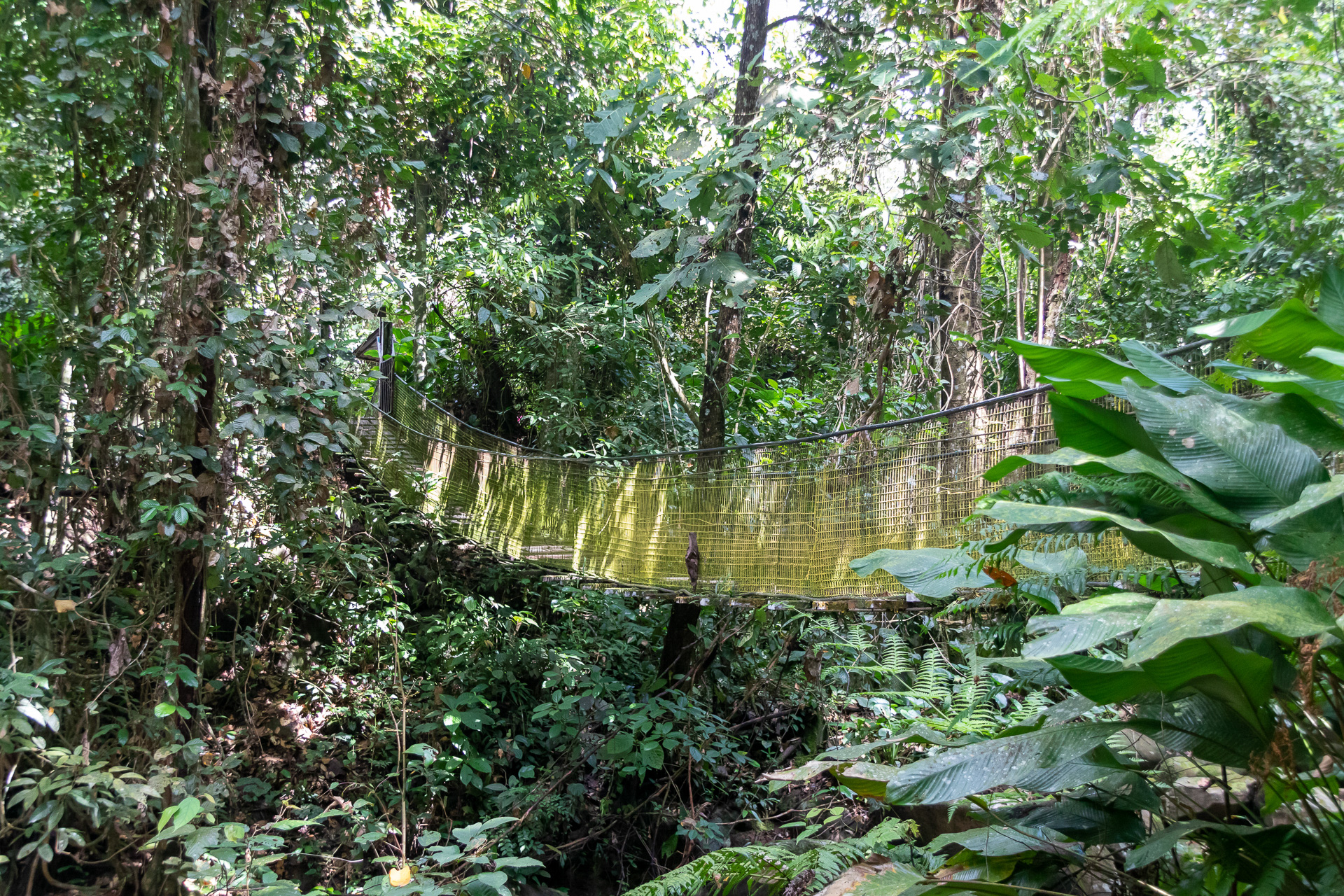 植生が豊かと言うか、まさにジャングル！