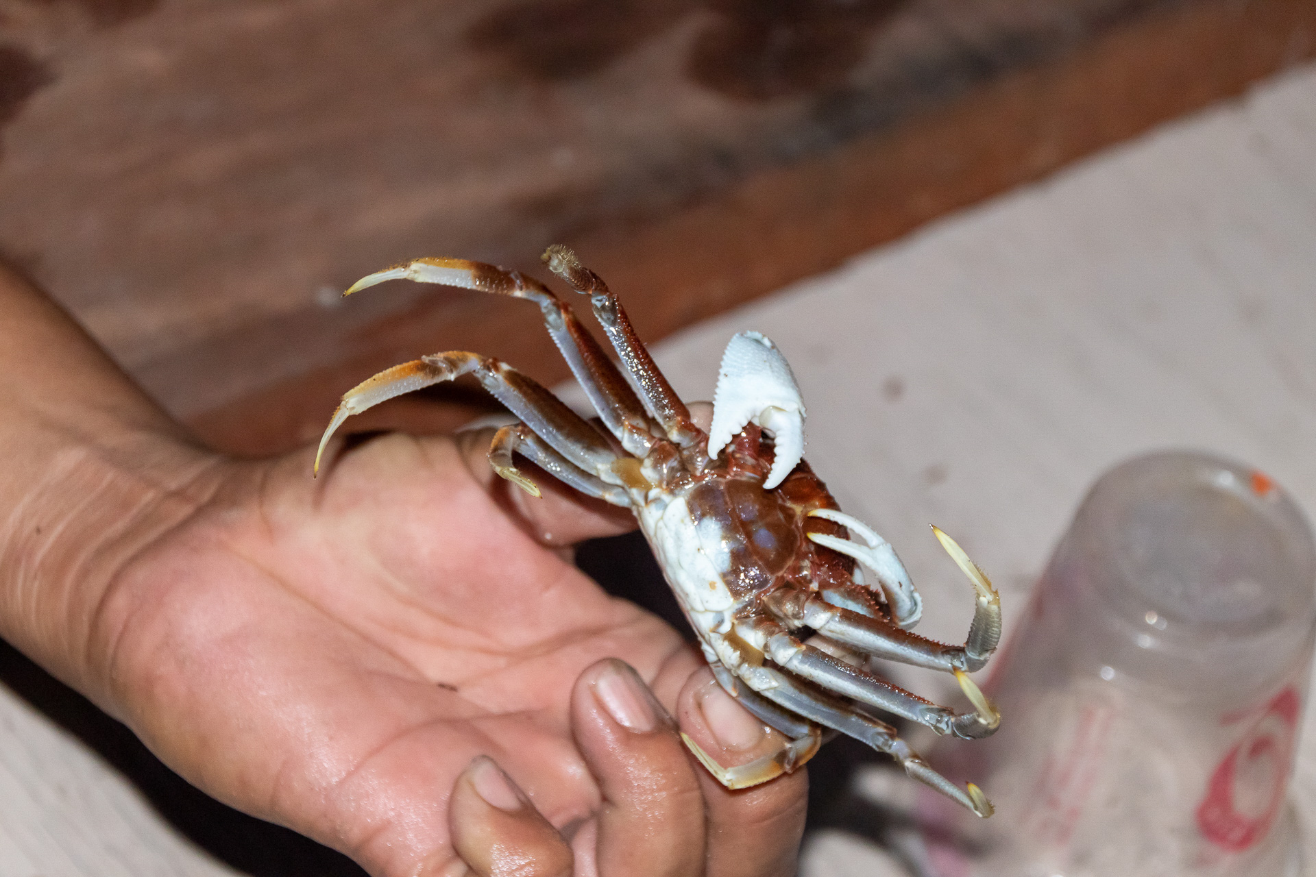 かなり暗くなっていたのに鮮やかな手つきで船頭さんがカニを捕獲