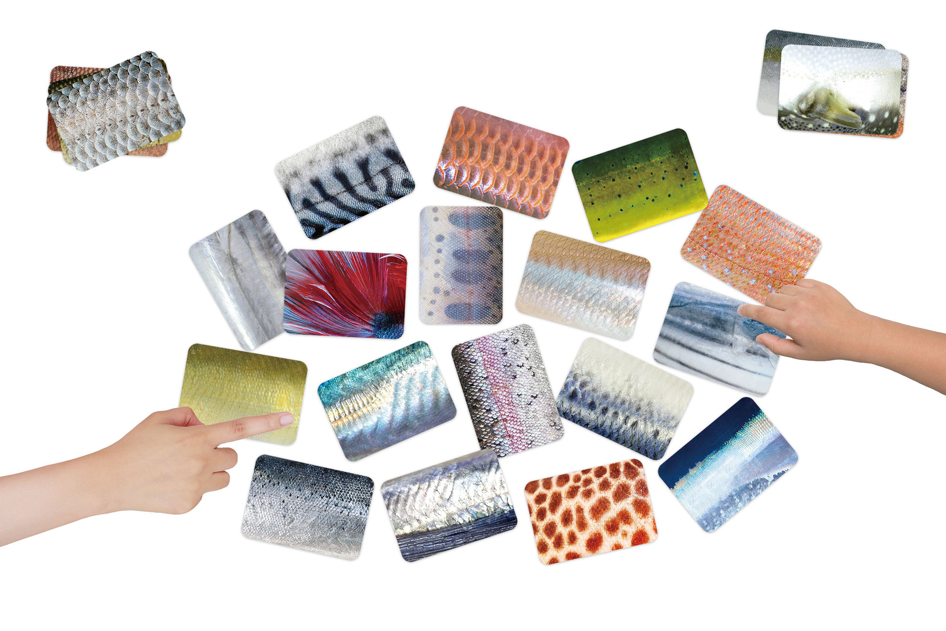 さかなかるた（3960円）