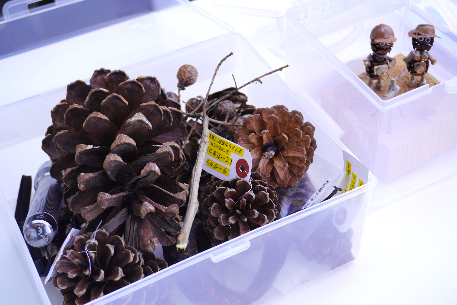 地元の草木や植物アート、鳥の羽の標本などを展示