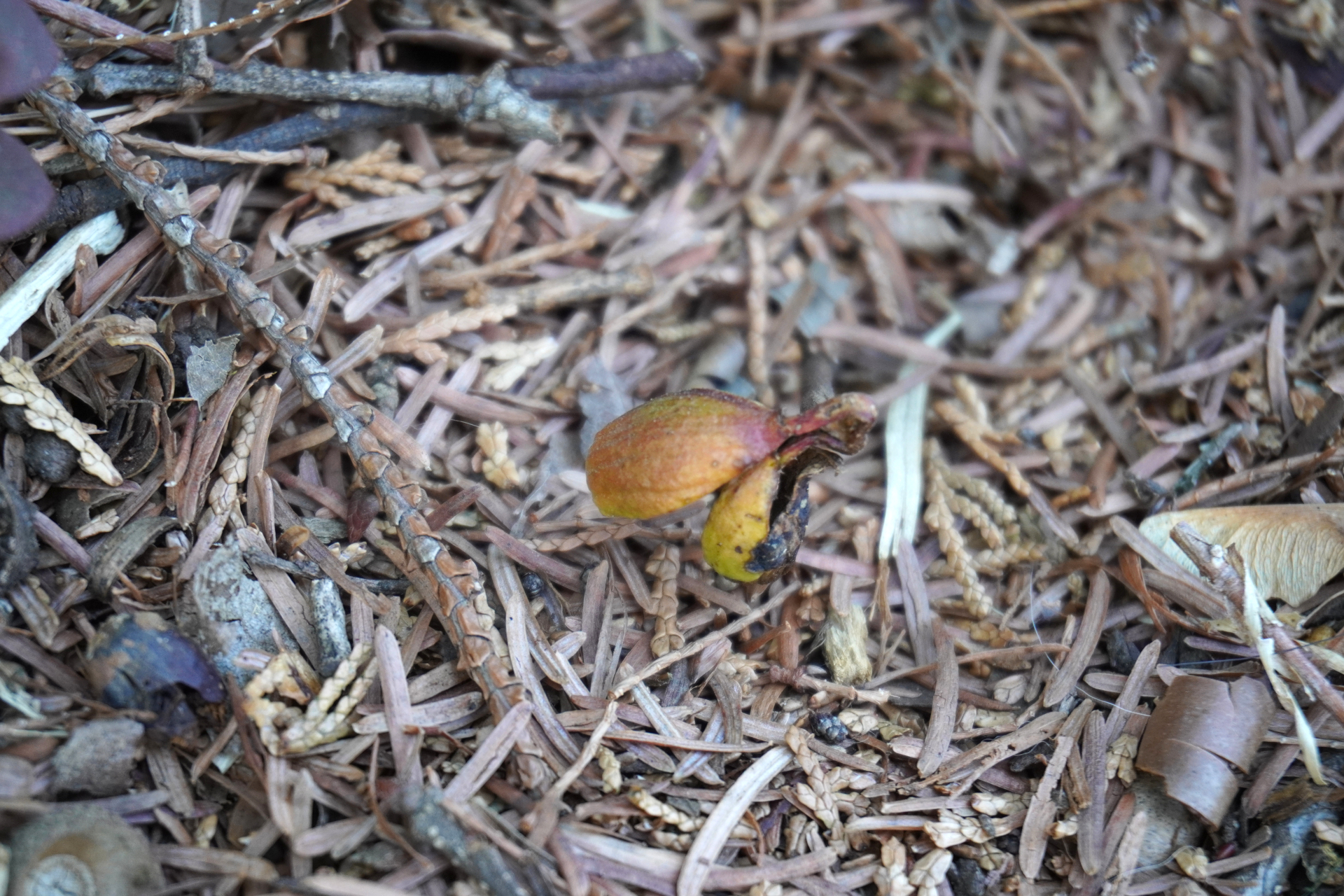 フィールドで自然観察