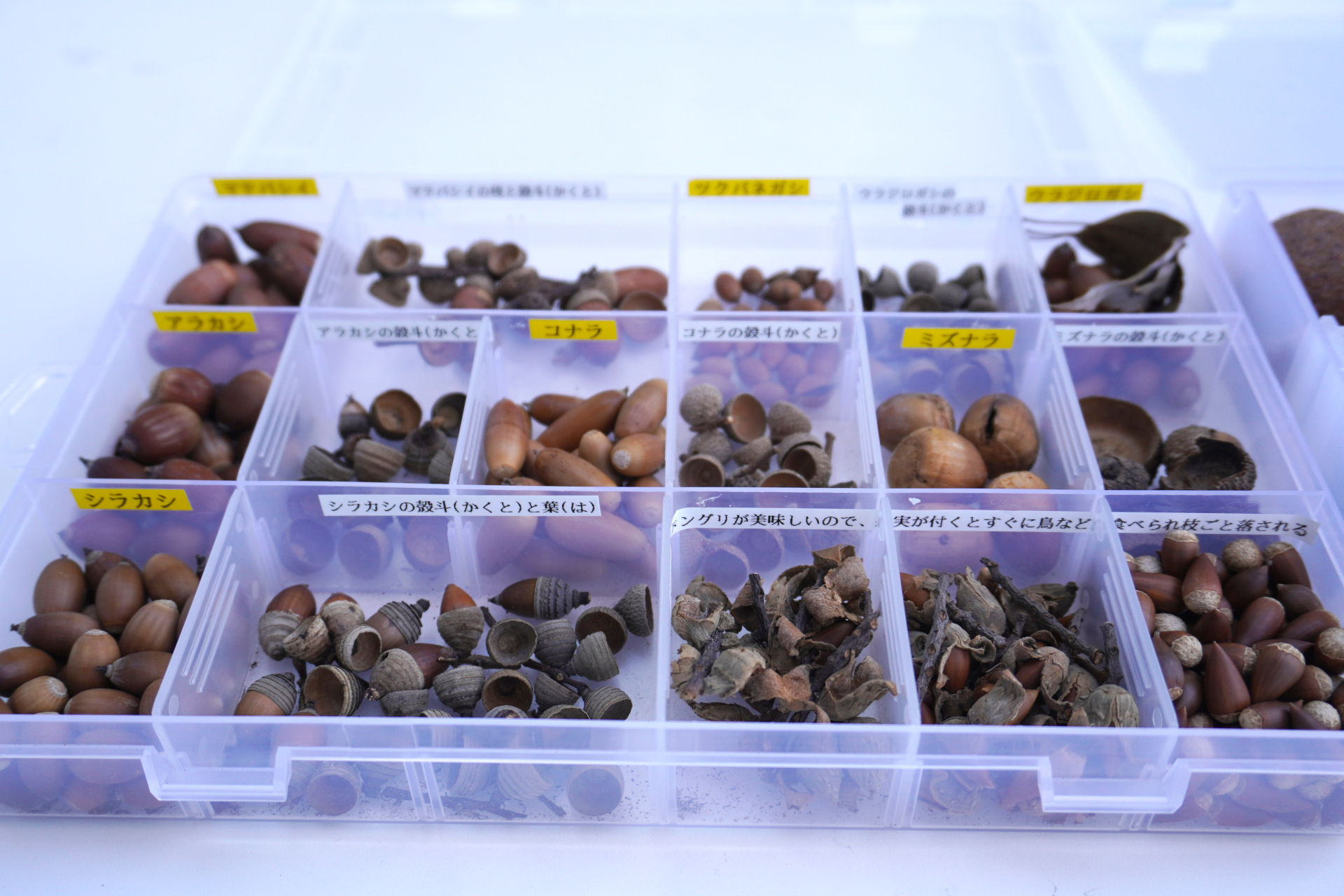 地元の草木や植物アート、鳥の羽の標本などを展示