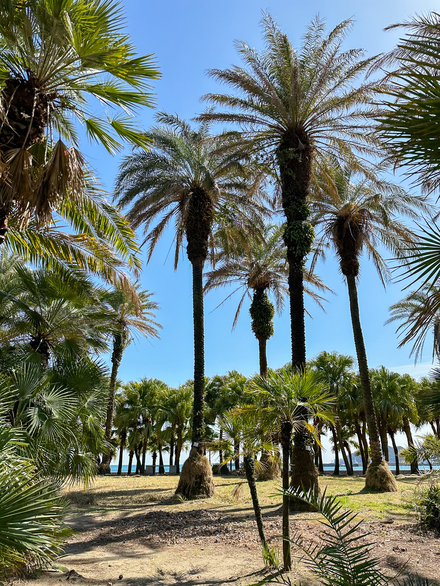 ボタニックガーデンにはたくさんのヤシ科の木。ナッシージェット宮崎に乗ったあとは、ナッシーとアローラナッシーに見えてしまうから不思議だ