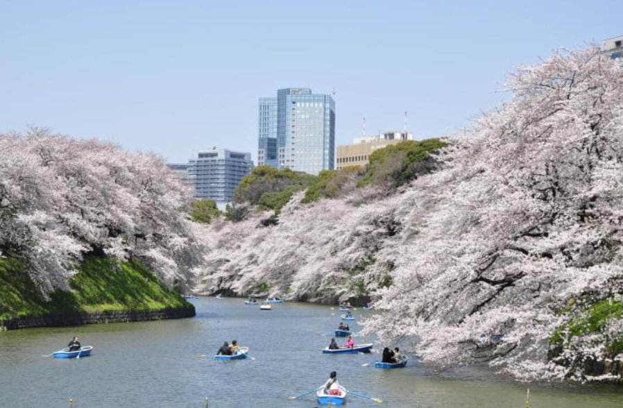 千鳥ヶ淵緑道の夜桜ライトアップや「千鳥ヶ淵ボート場」の夜間営業などを展開する