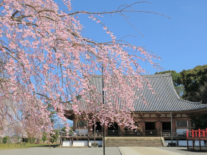 京都の世界遺産・醍醐寺のしだれ桜が見ごろに！ 春限定切り絵御朱印や