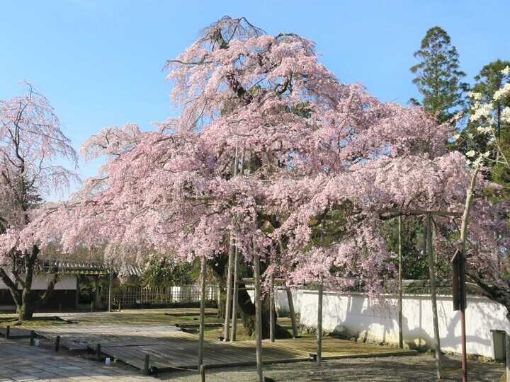 京都の世界遺産・醍醐寺のしだれ桜が見ごろに！ 春限定切り絵御朱印や