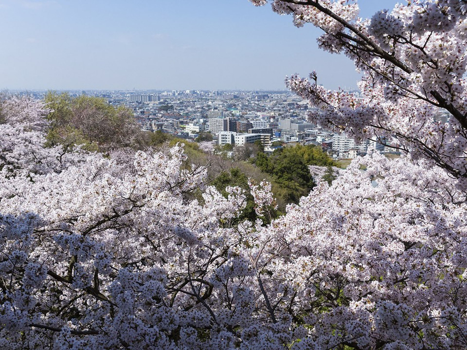 お花見 rectangle_large_type_2_60cb793