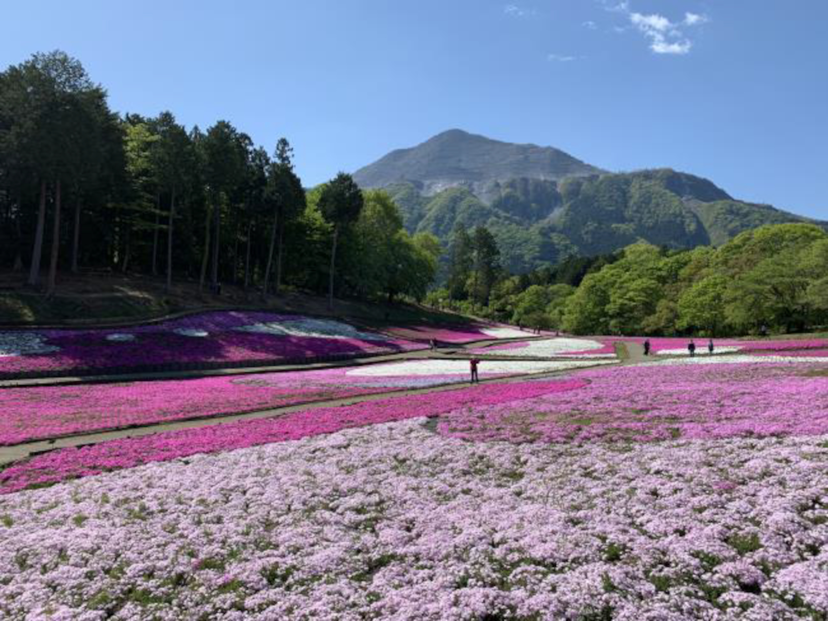 秩父市の羊山公園では4月14日～5月7日に芝桜まつりが開催される