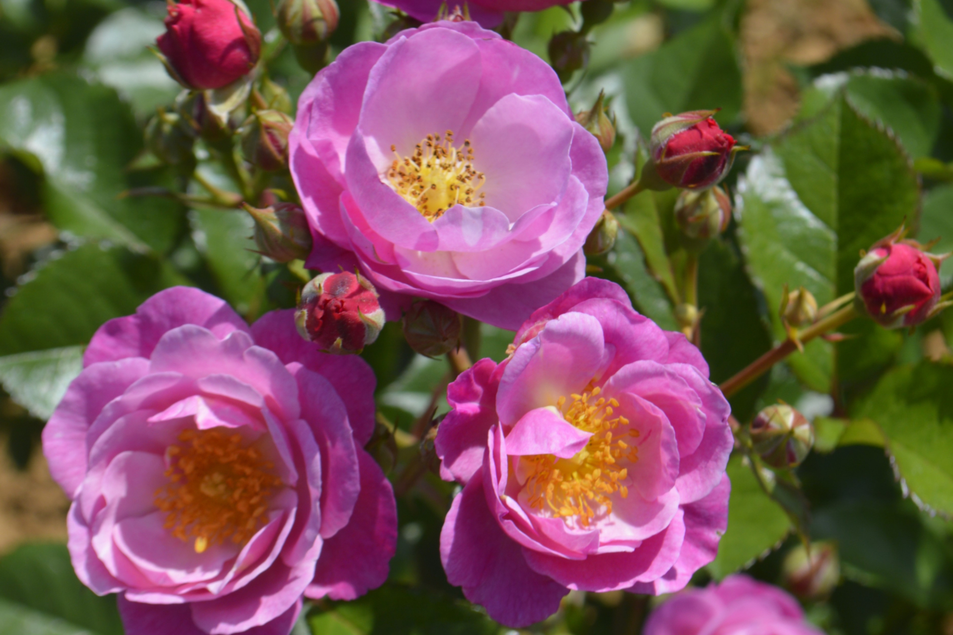 京成バラ園が作出した新品種「恋こがれ」