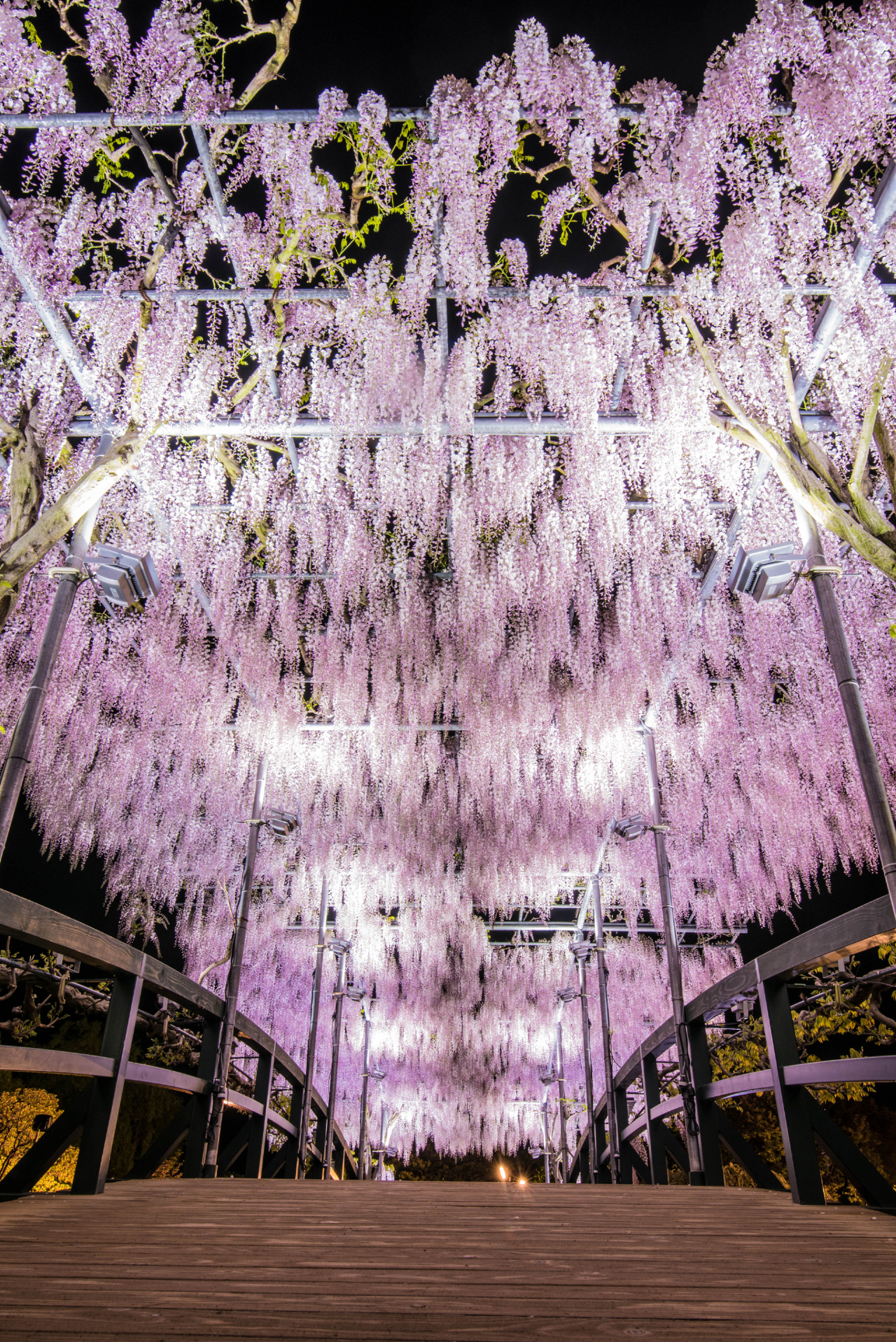 大藤ライトアップ