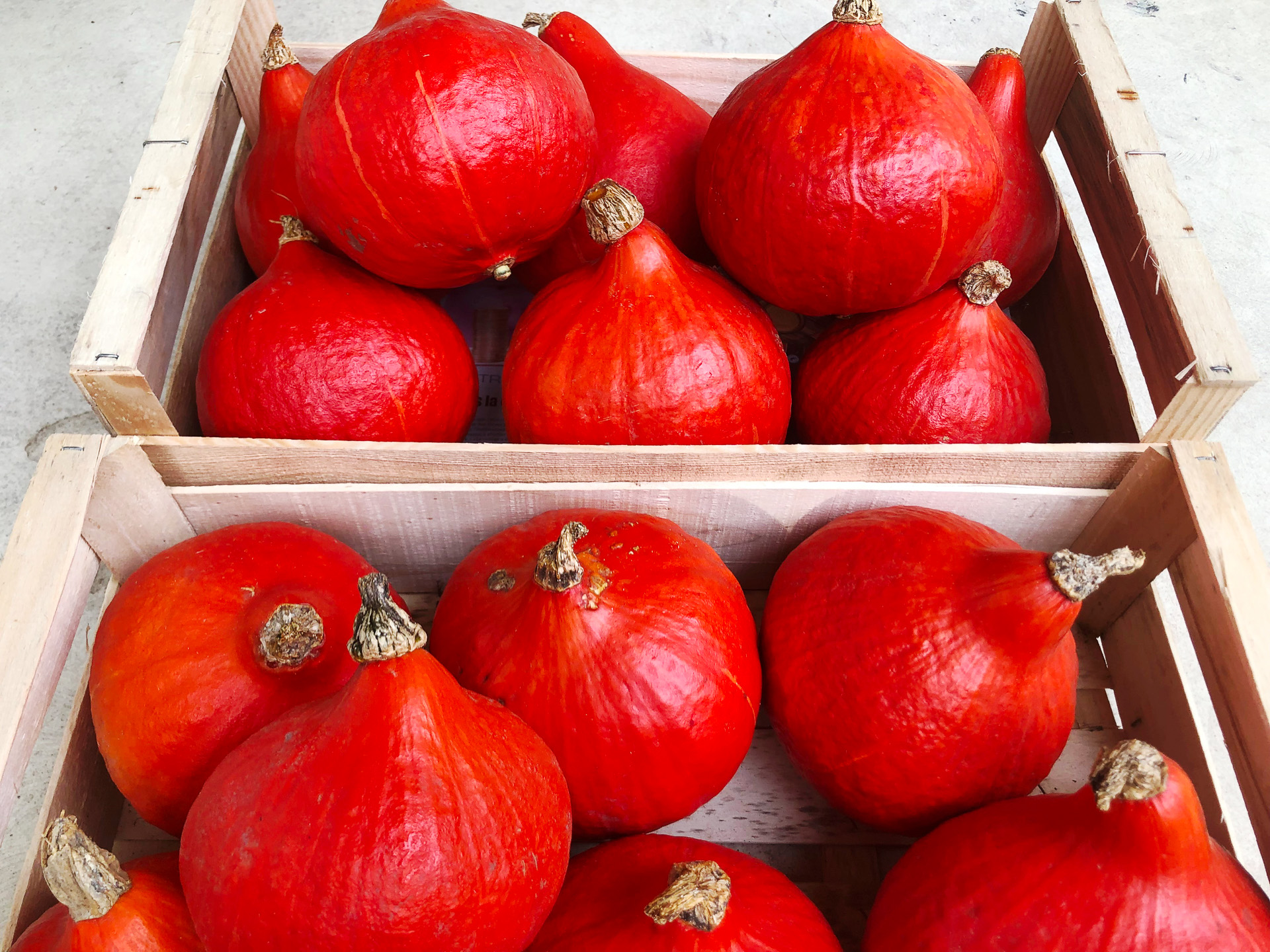 立派に美しく育った作物たち &copy;SARATANI